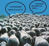 Conformisme - Les moutons