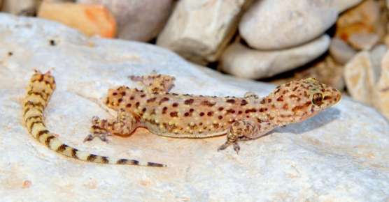 Une photographie d'un l&eacute;zard dont la queue est s&eacute;par&eacute;e.