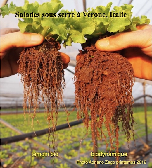 Regards sur la biodynamie
