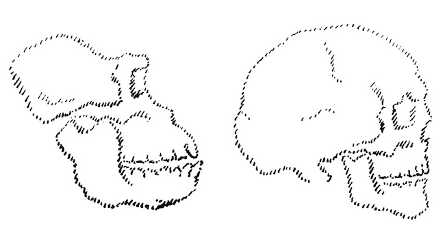figure 2 cranes gorille homme